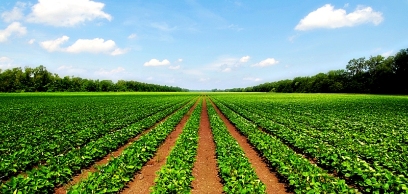 farming land